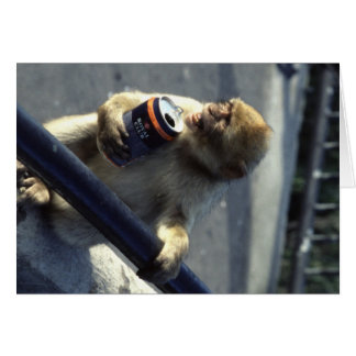 Monkey i Gibraltar Hälsningskort