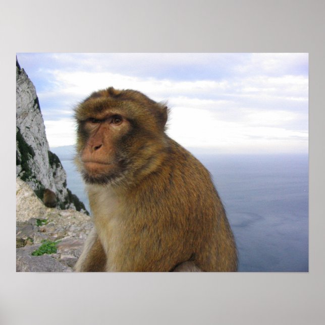 Monkey i Gibraltar Poster (Framsidan)