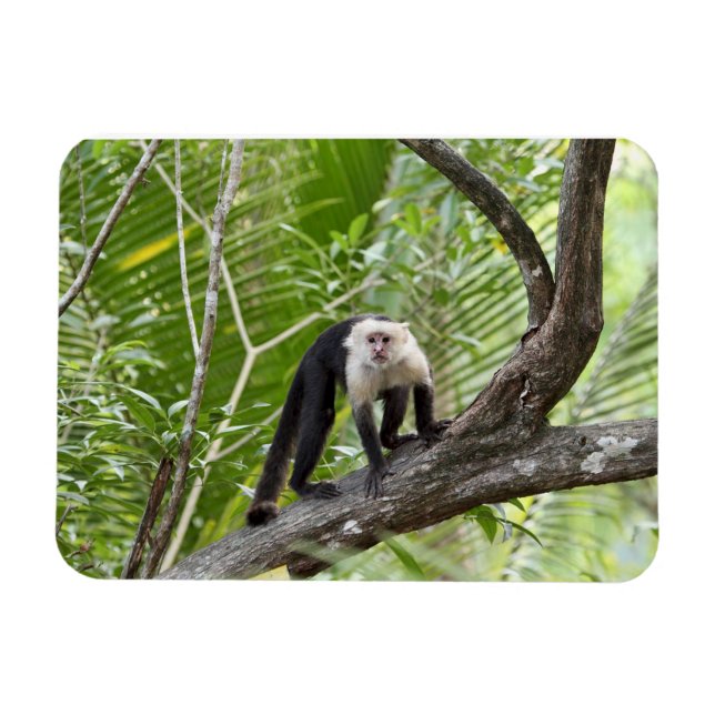 Monkey i Jungle Magnet (Horisontell)