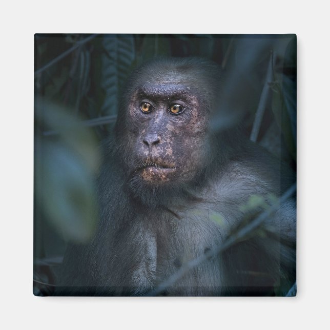 Monkey i Jungle Magnet (Framsidan)