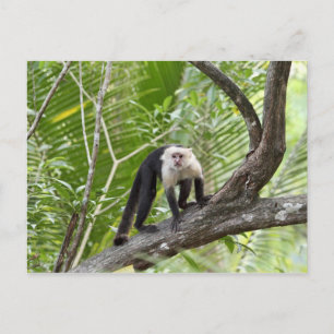 Monkey i Jungle Vykort