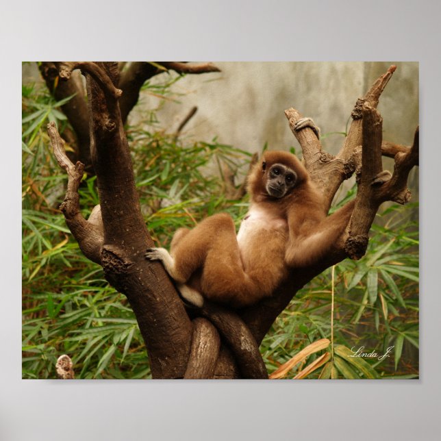 Monkey i Kanvastrycket Träd Poster (Framsidan)
