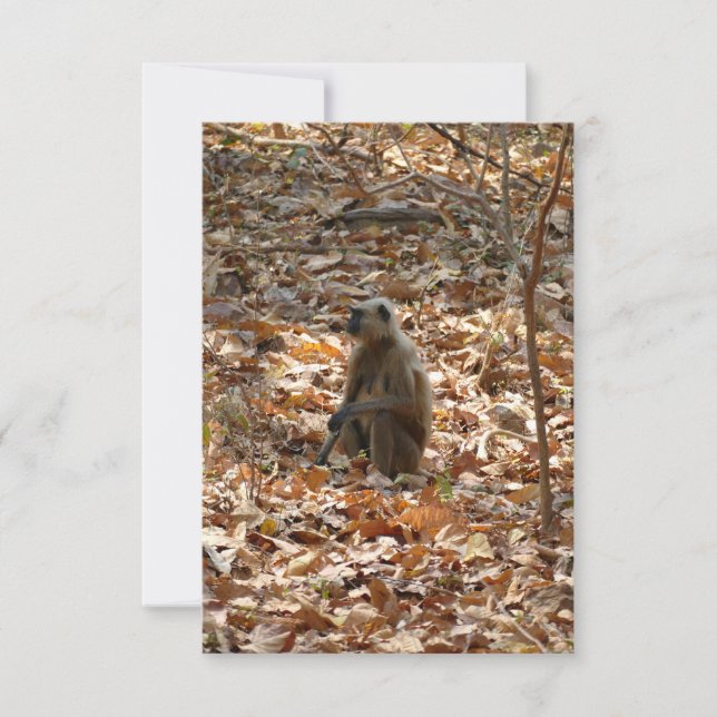 Monkey i torr säsong (Framsida)