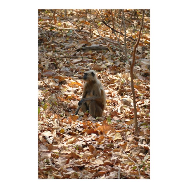 Monkey i torr säsong fototryck (Framsidan)