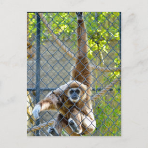 Monkey in zoo habitat vykort