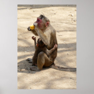 Monkey - jag vill ha något också poster