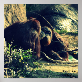 Monkey Kärlek Poster