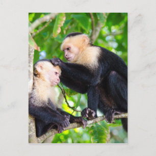 Monkey Kärlek Vykort