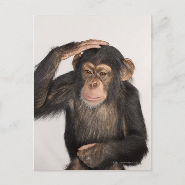 Monkey kliar huvudet vykort (Framsida)