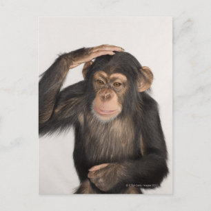 Monkey kliar huvudet vykort