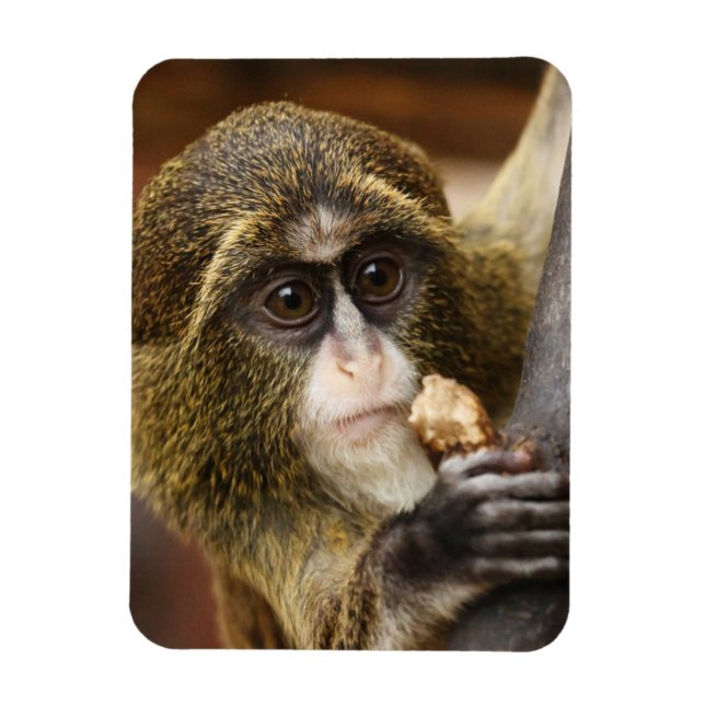 Monkey Magnet (Vertikal)