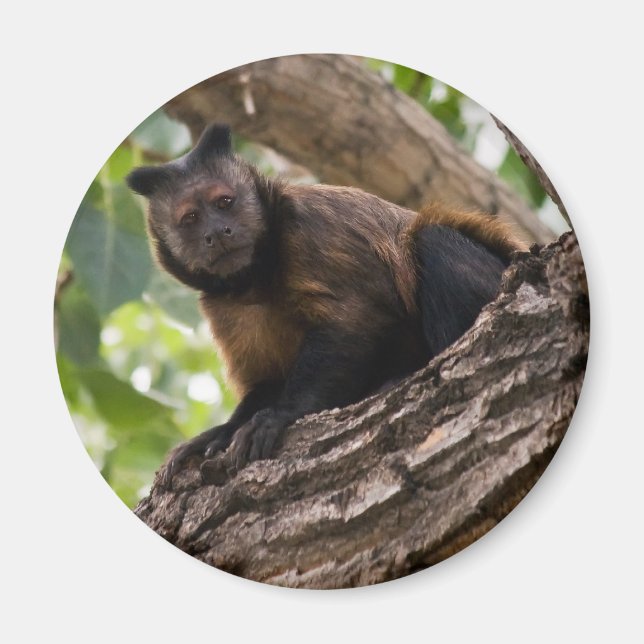 Monkey magnet (Framsidan)