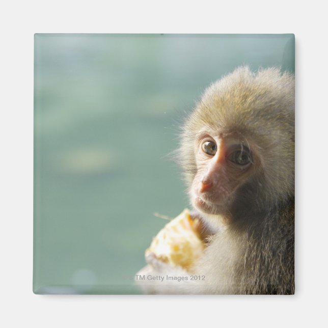 Monkey Magnet (Framsidan)