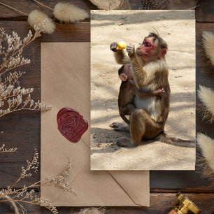 Monkey - Mammor Breakfast Vykort