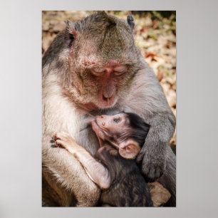 Monkey mor & Baby Poster