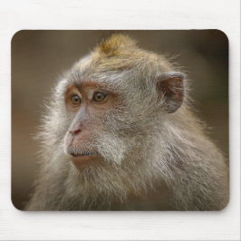 Monkey-musmatta Musmatta