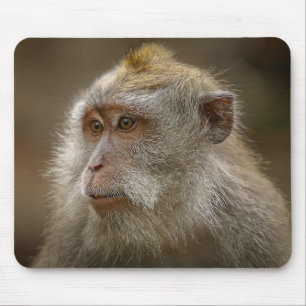 Monkey-musmatta Musmatta