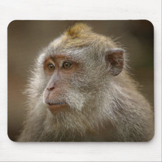 Monkey-musmatta Musmatta