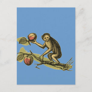 Monkey och hans kokosnötter vykort