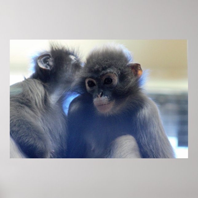 Monkey Photo Poster (Framsidan)