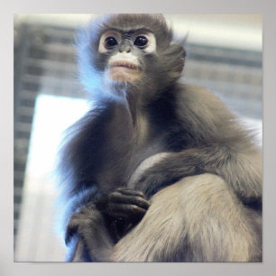 Monkey Photo Poster