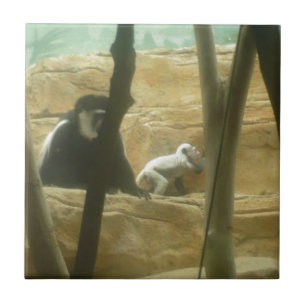 Monkey Play Kakelplatta