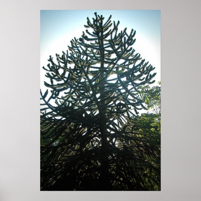 Monkey Puzzle Poster (Framsidan)
