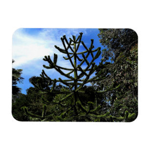 Monkey Puzzle Träd #1 Magnet