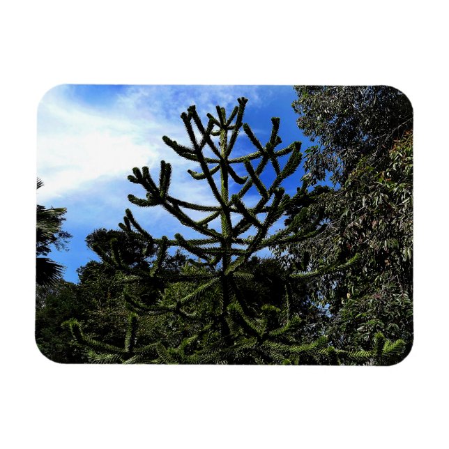 Monkey Puzzle Träd #1 Magnet (Horisontell)