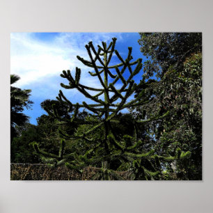 Monkey Puzzle Träd #1 Poster