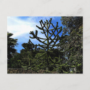 Monkey Puzzle Träd #1-vykort Vykort