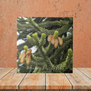 Monkey Puzzle Träd Botanical Kakelplatta