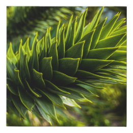 Monkey Puzzle Träd - Träd Fotography