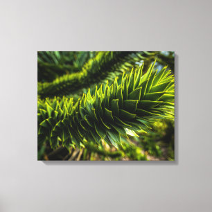 Monkey Puzzle Träd - Träd Fotography Canvastryck