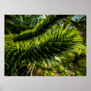 Monkey Puzzle Träd - Träd Fotography Poster