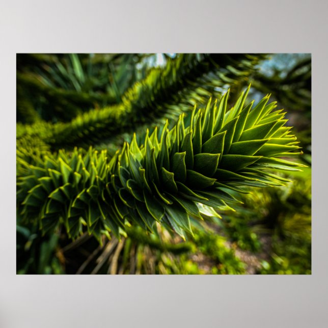 Monkey Puzzle Träd - Träd Fotography Poster (Framsidan)
