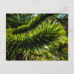 Monkey Puzzle Träd - Träd Fotography Vykort