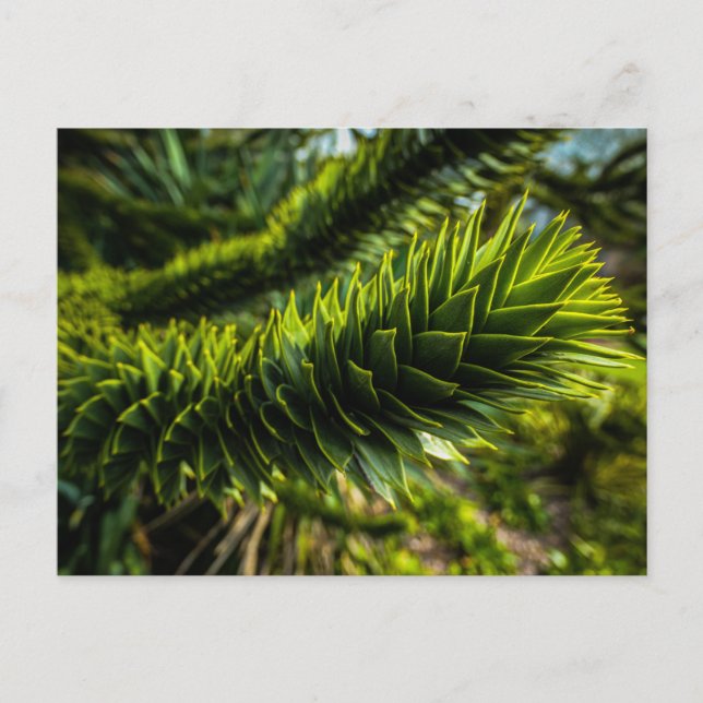 Monkey Puzzle Träd - Träd Fotography Vykort (Framsida)