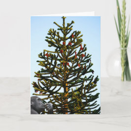 Monkey Puzzled. Kort