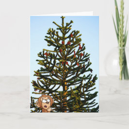 Monkey Puzzled. Kort