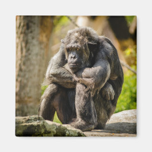 Monkey-rutnät Magnet