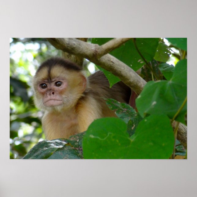 Monkey, se.. poster (Framsidan)