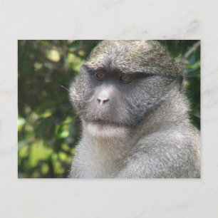 Monkey See, Monkey Do Postcard Vykort