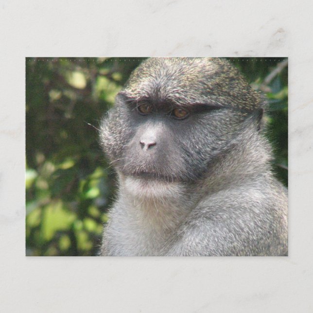 Monkey See, Monkey Do Postcard Vykort (Framsida)