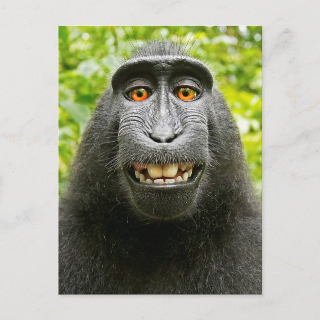 Monkey Selfie Vykort (Framsida)