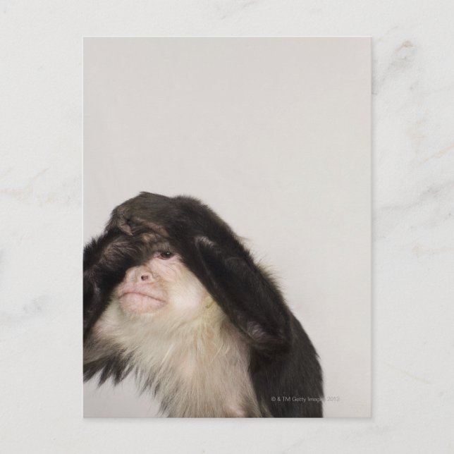 Monkey som täcker dess öga vykort (Framsida)