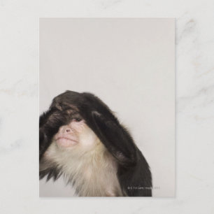 Monkey som täcker dess öga vykort