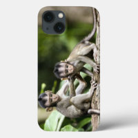 Monkey Spädbarn i naturen