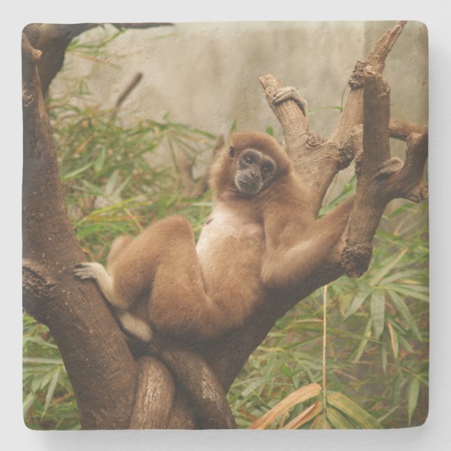 Monkey Square underlägg (Framsidan)