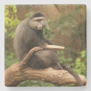 Monkey Square underlägg